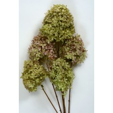 HYDRANGEA LIMELIGHTS 10" Light Green to Pale Pink-